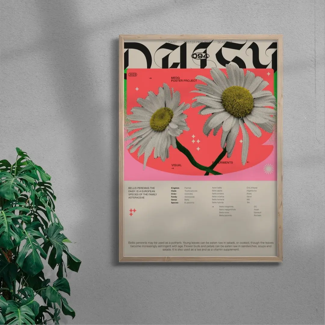 Daisy - Image 5