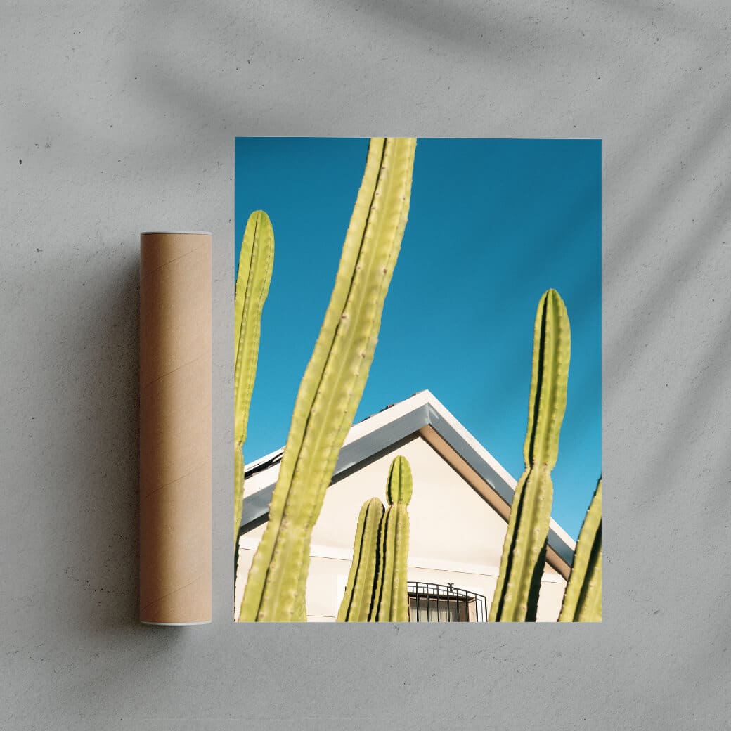 Among the cactus - Image 3