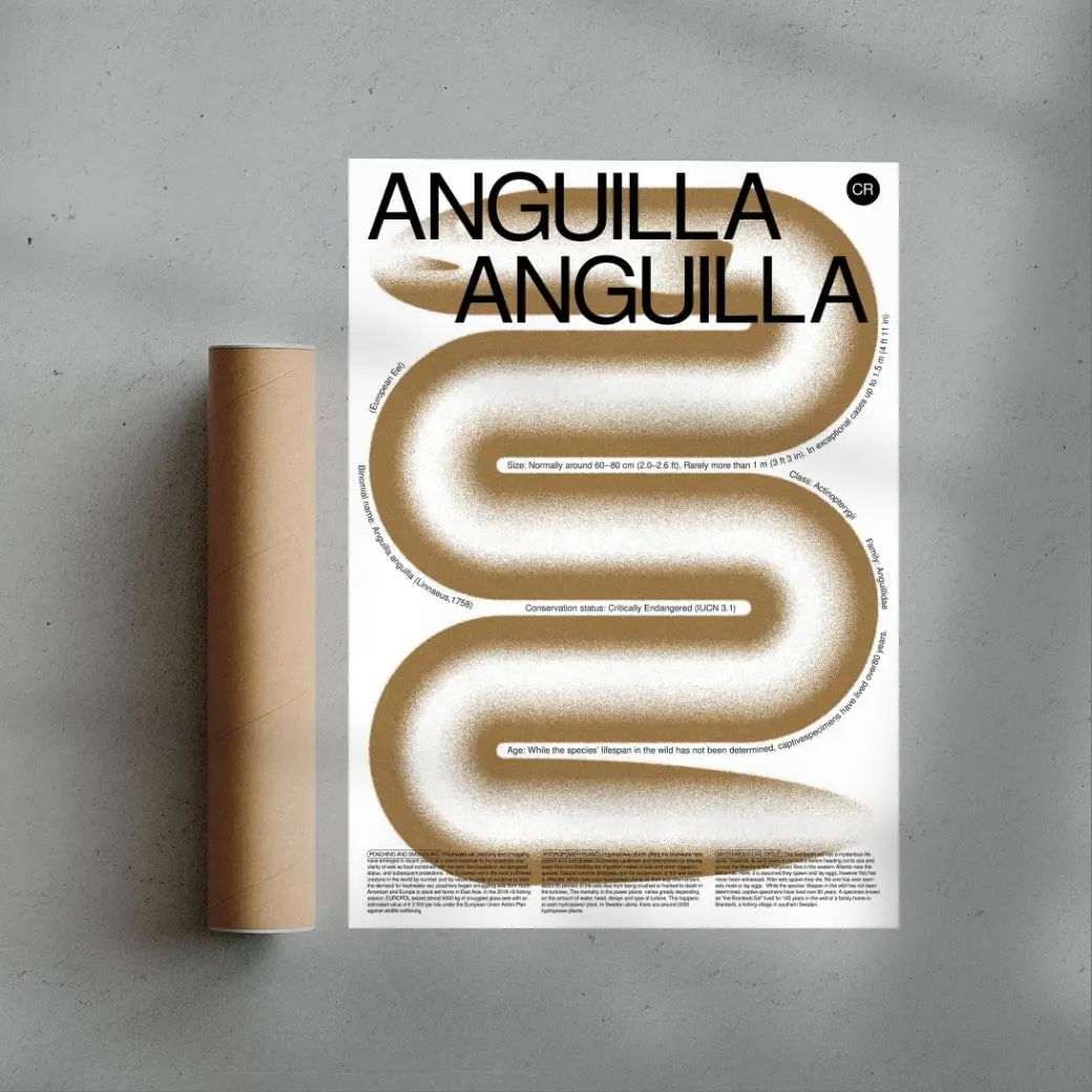 Anguilla - Image 2