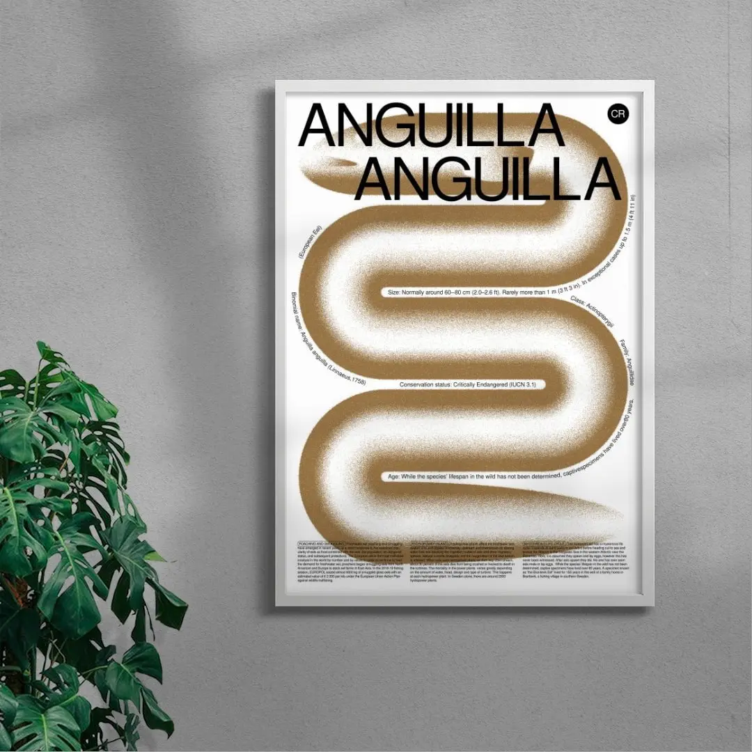 Anguilla - Image 4