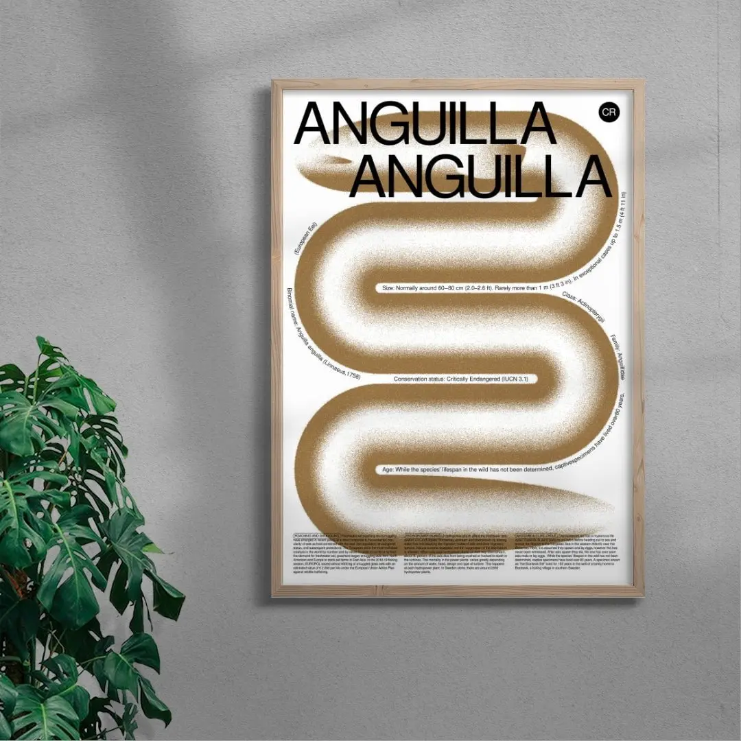 Anguilla - Image 6
