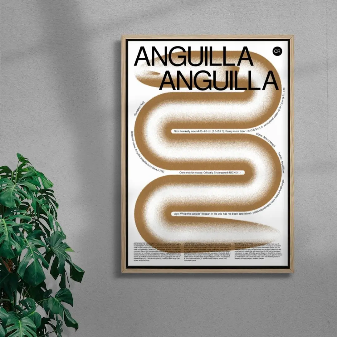 Anguilla - Image 4