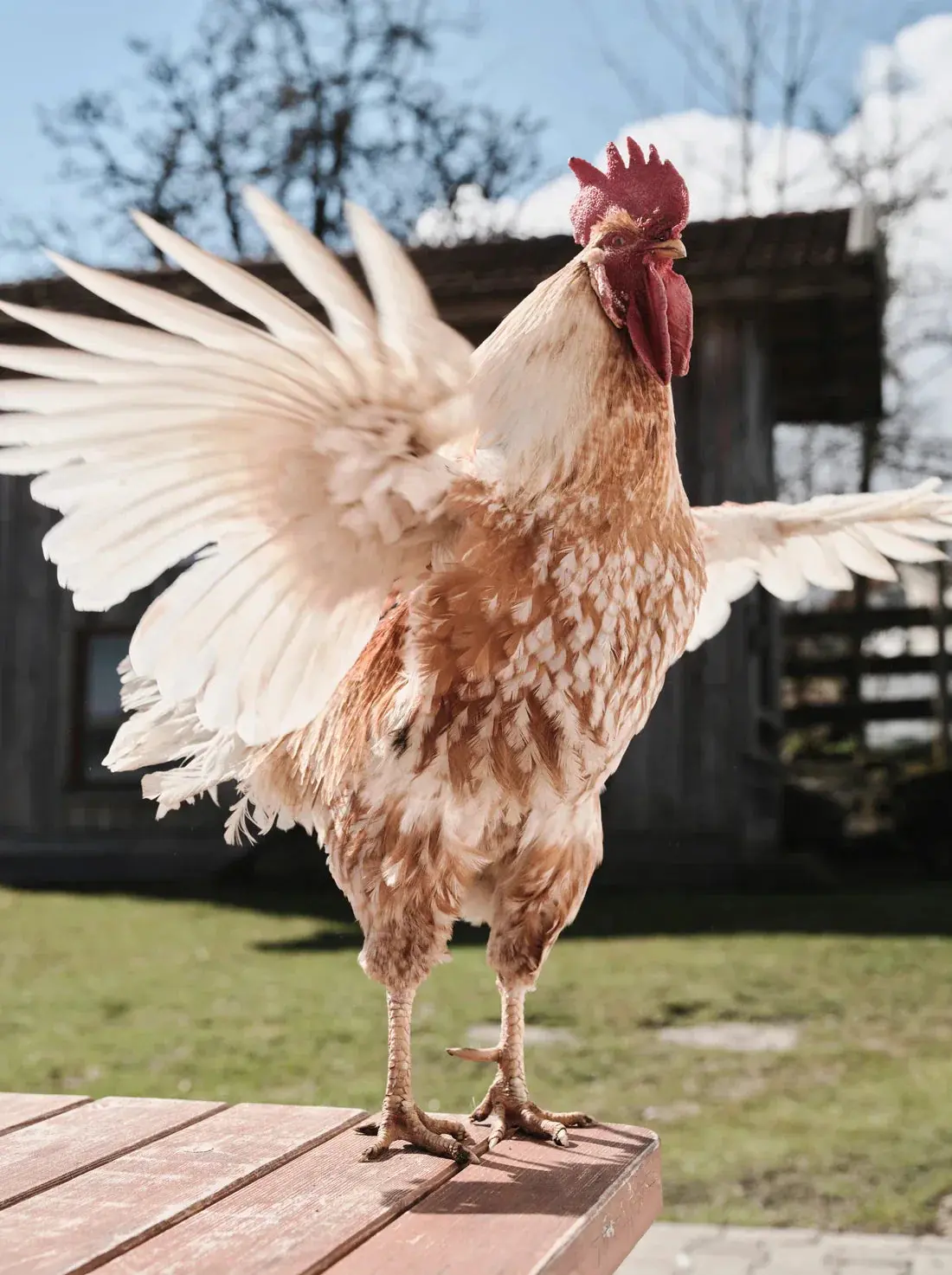 Backyard Rooster - Image 2