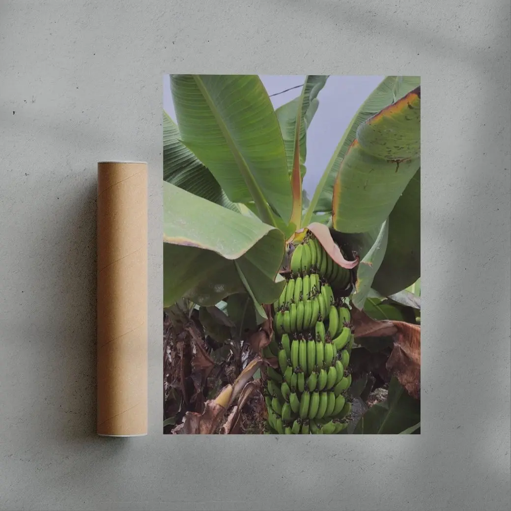 Banana Palm - Image 2