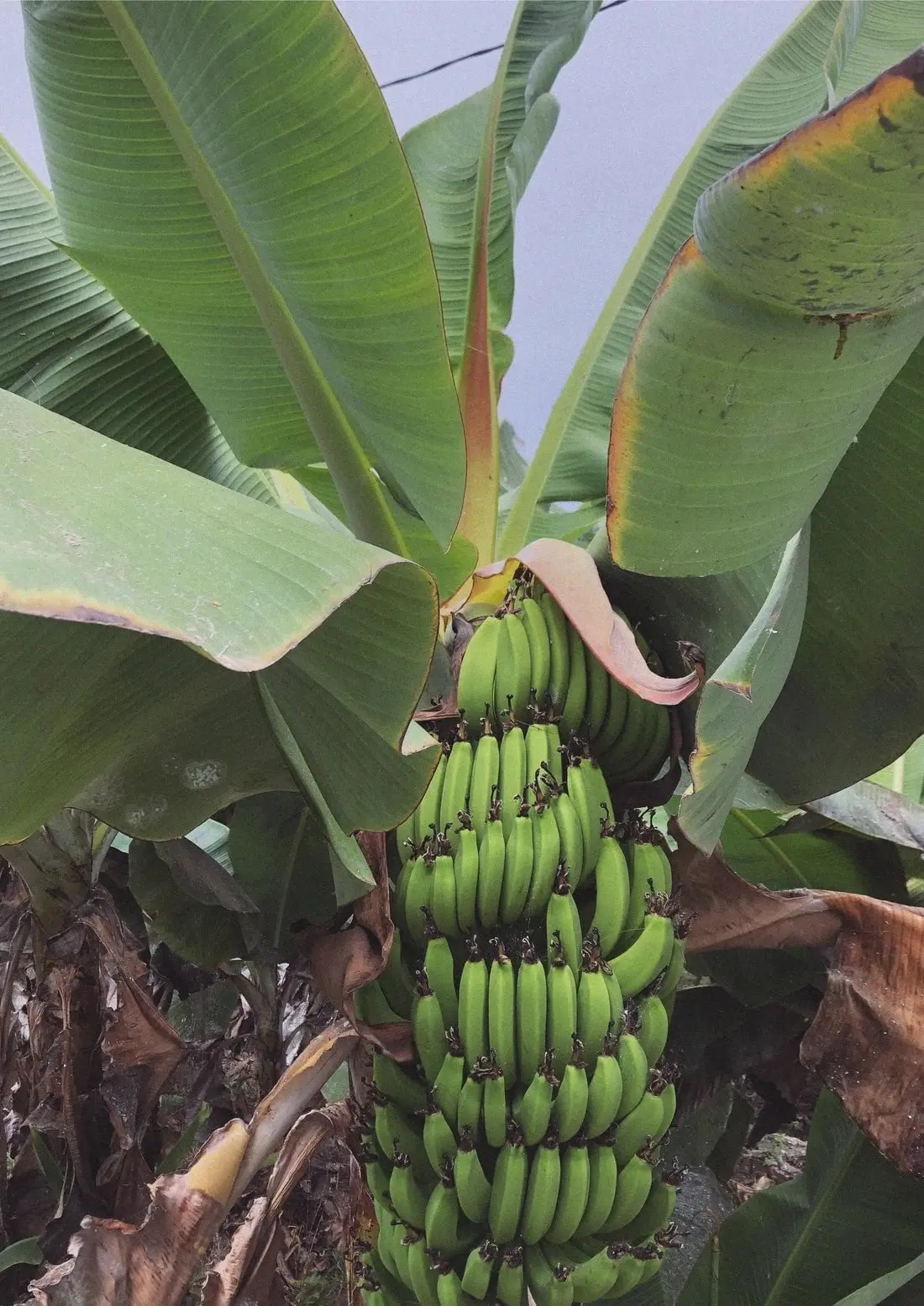 Banana Palm - Image 2
