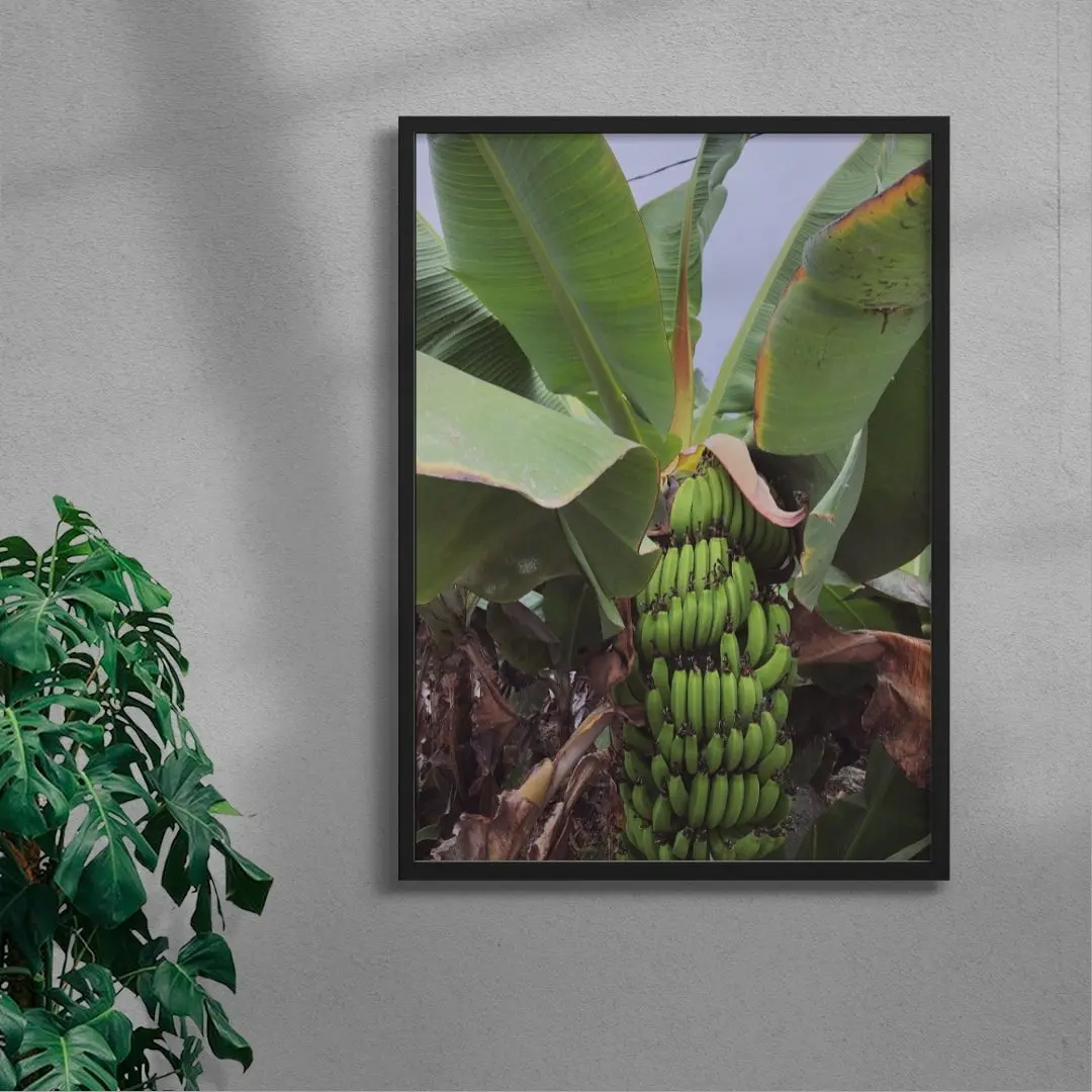Banana Palm - Image 4