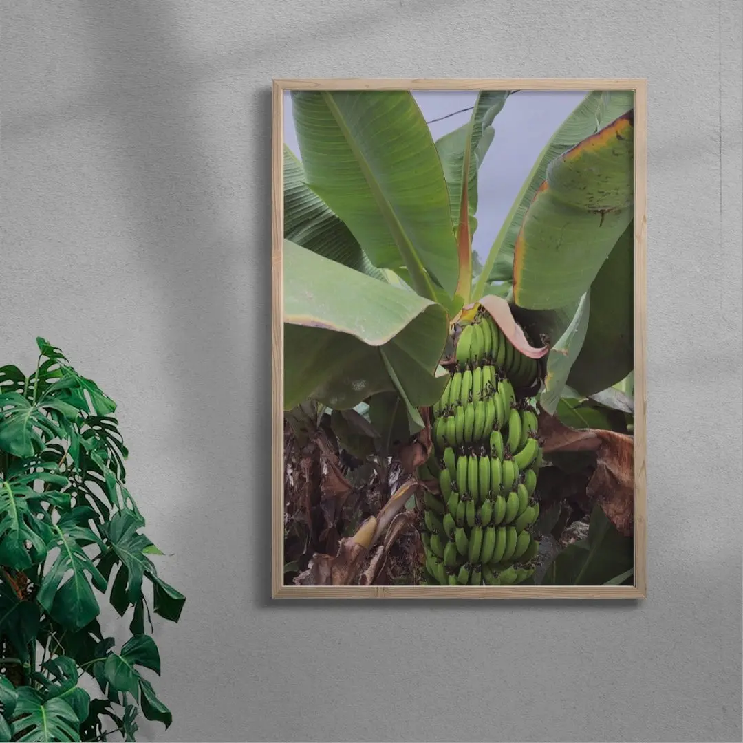 Banana Palm - Image 6