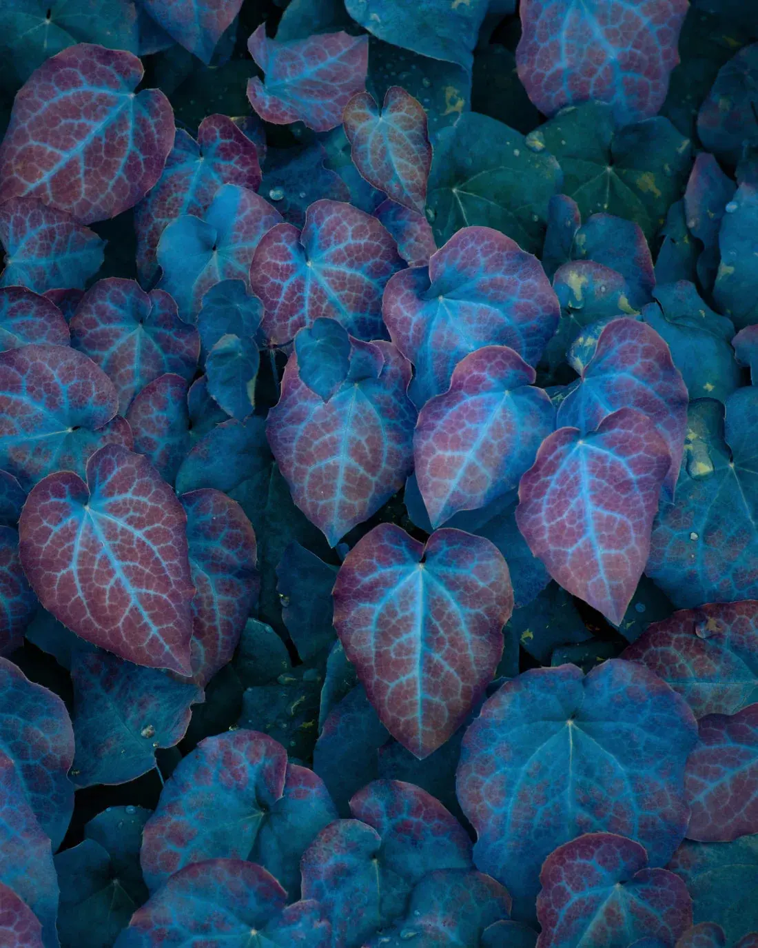 Barrenwort - Image 2