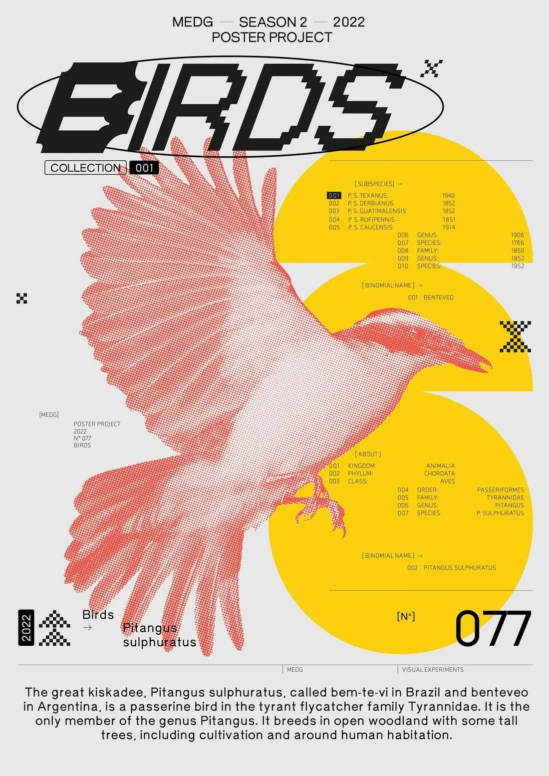 Birds - Image 2