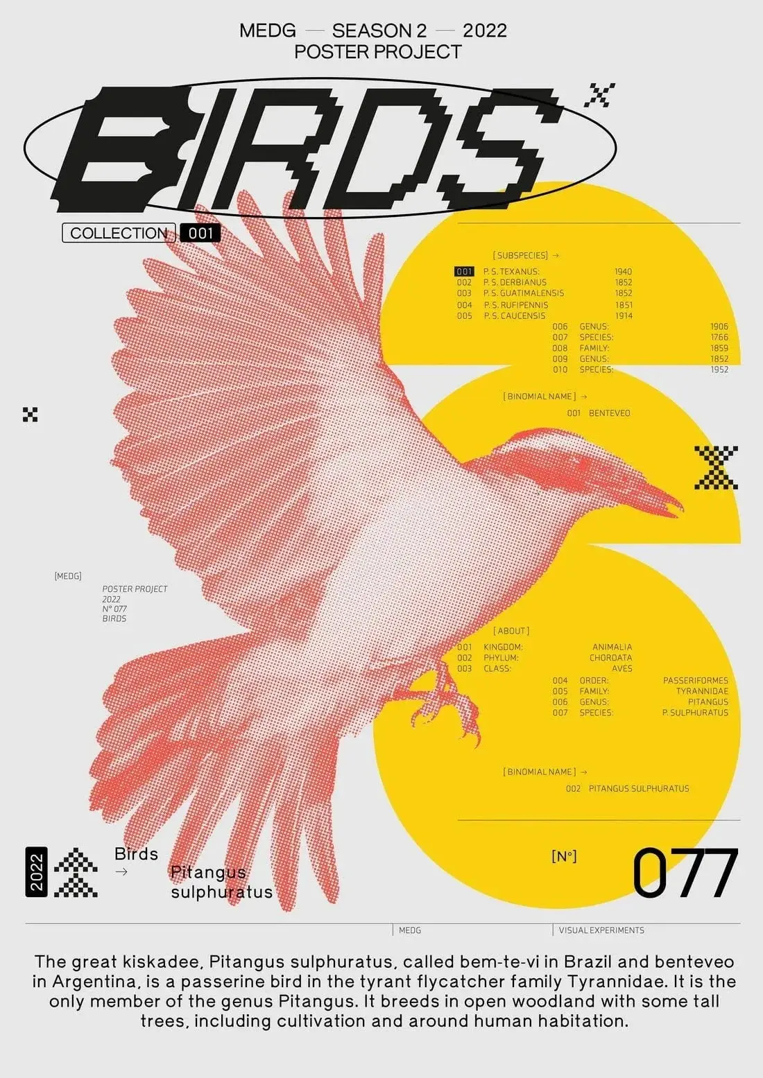 Birds - Image 2