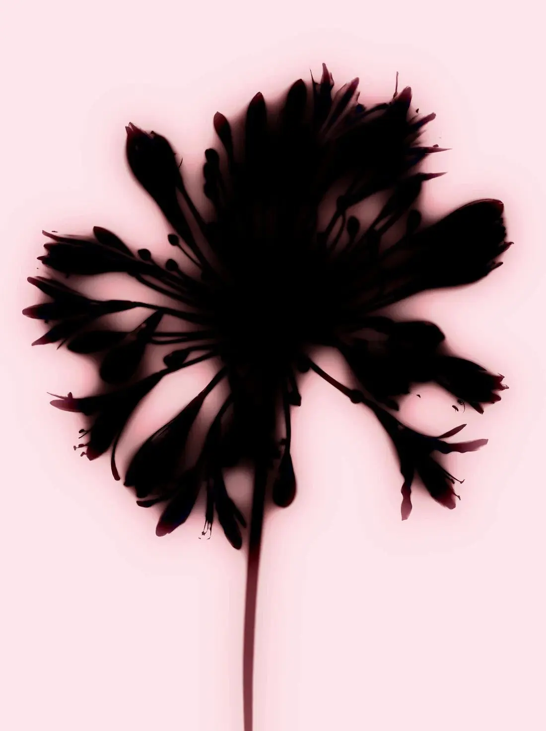 Blooming - Image 2