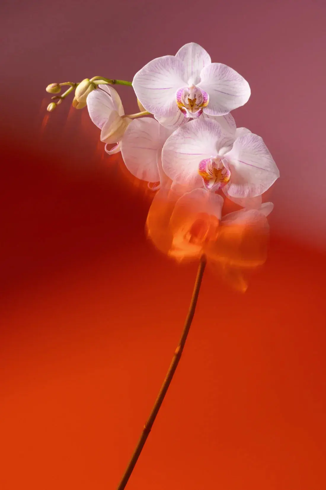 Blushing Orchid - Image 2