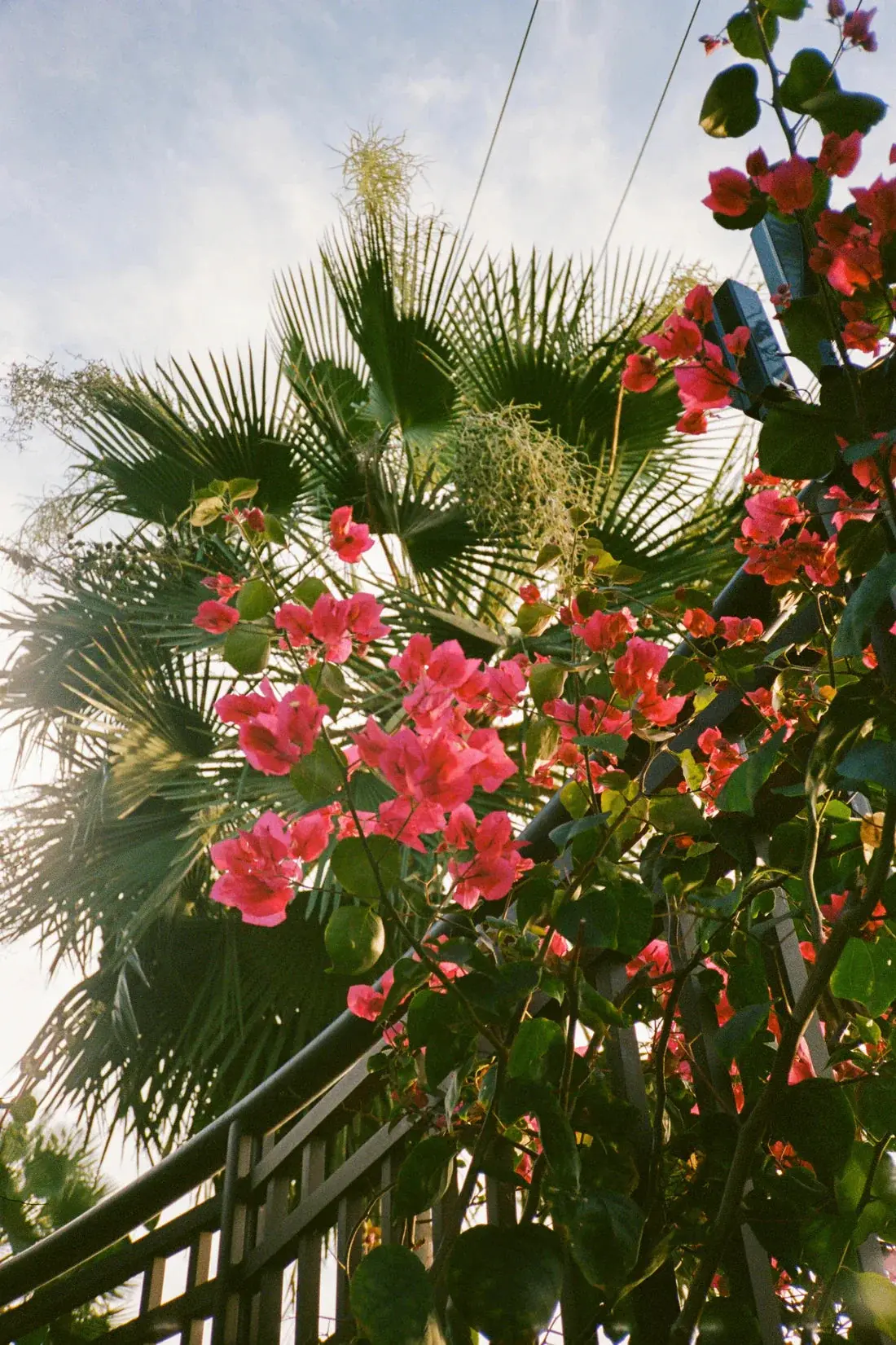 Bougainvillea - Image 2