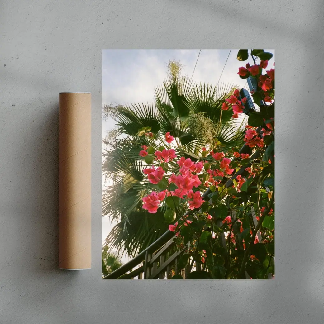 Bougainvillea - Image 3