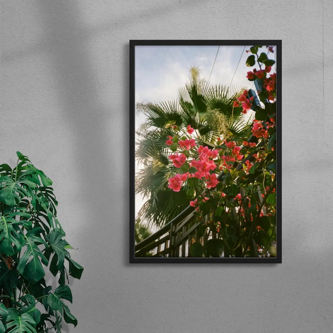 Bougainvillea - Image 4