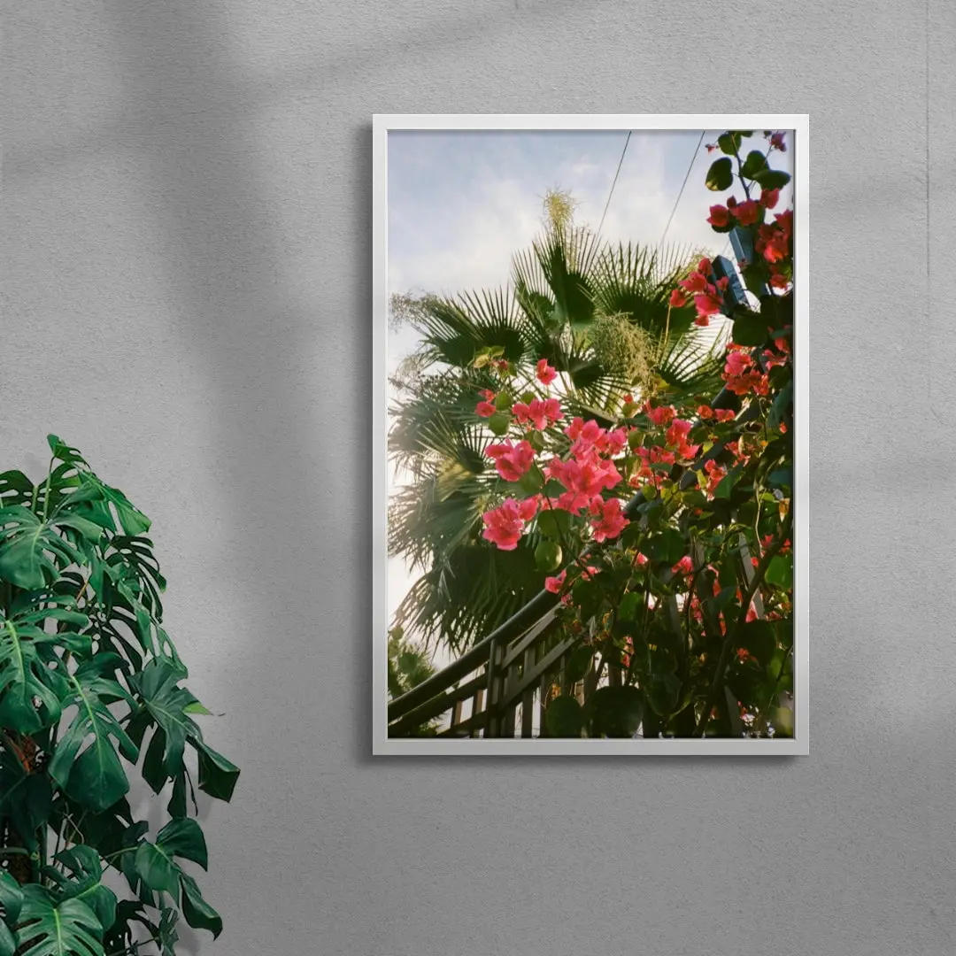 Bougainvillea - Image 5