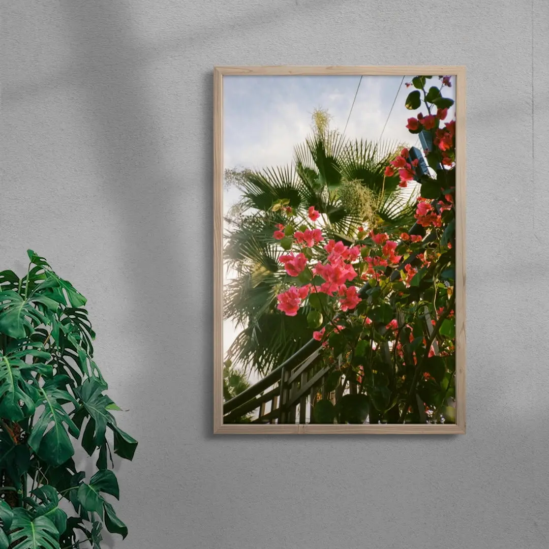 Bougainvillea - Image 6