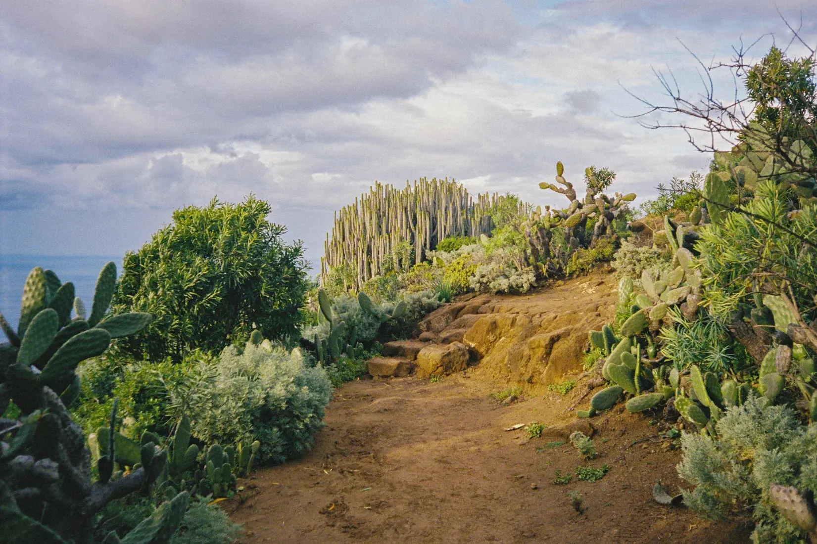 Cactus Path - Image 2