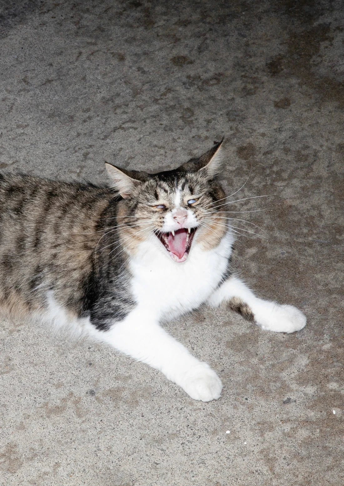 Cat Face - Image 2