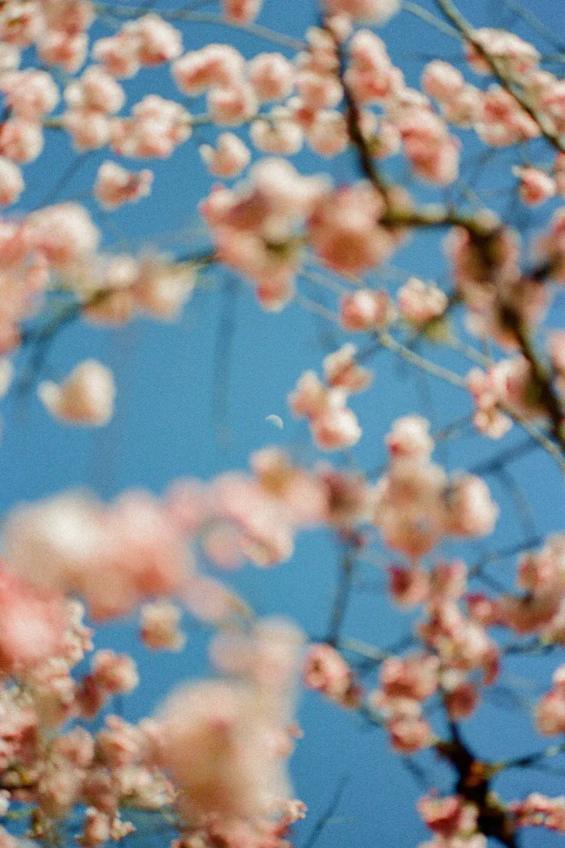 Cherrry Blossom - Image 2