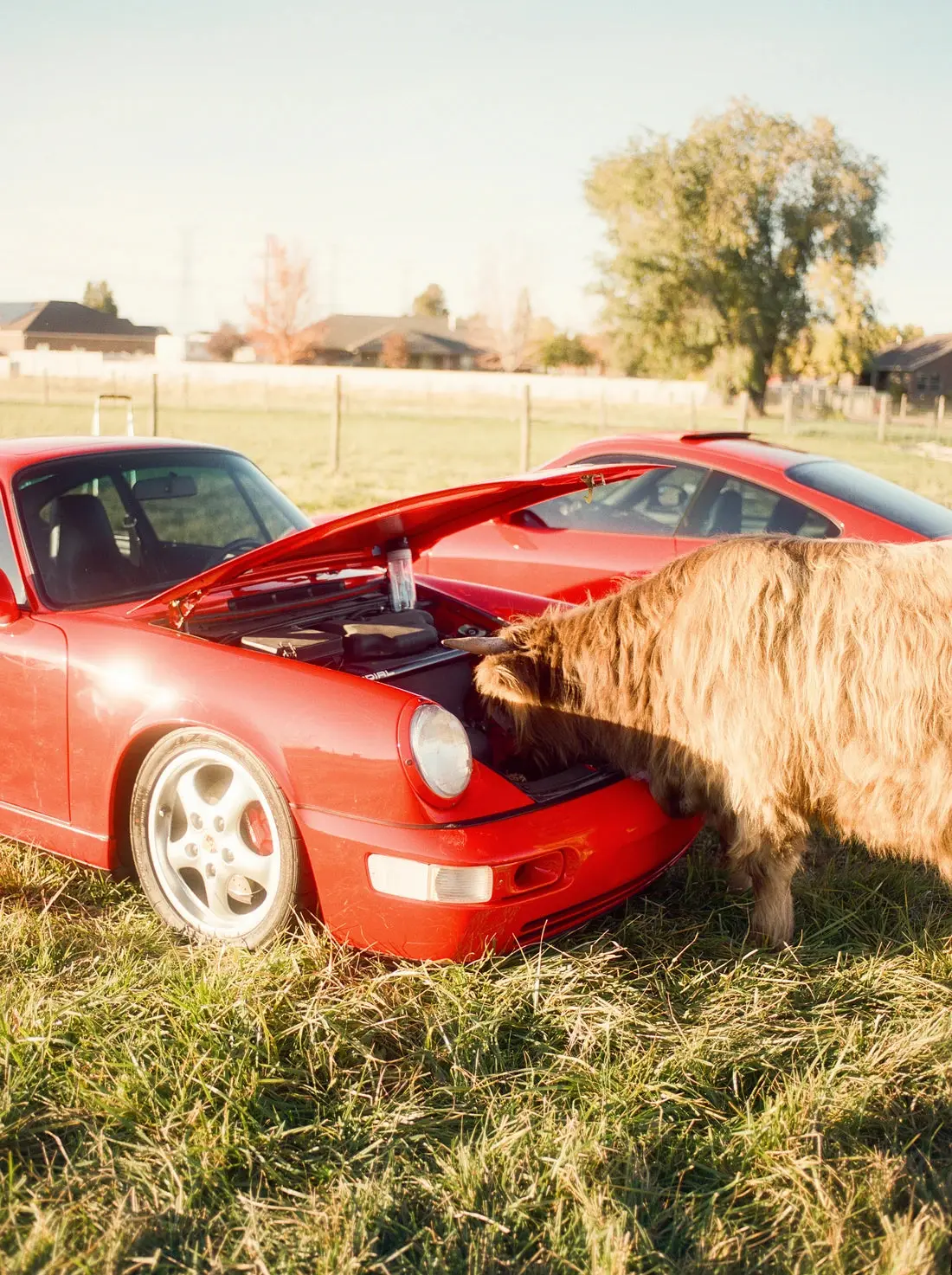 Cows and Cars - Image 2