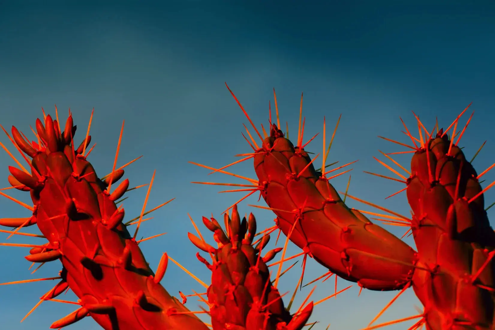 Crimson Cactus - Image 2