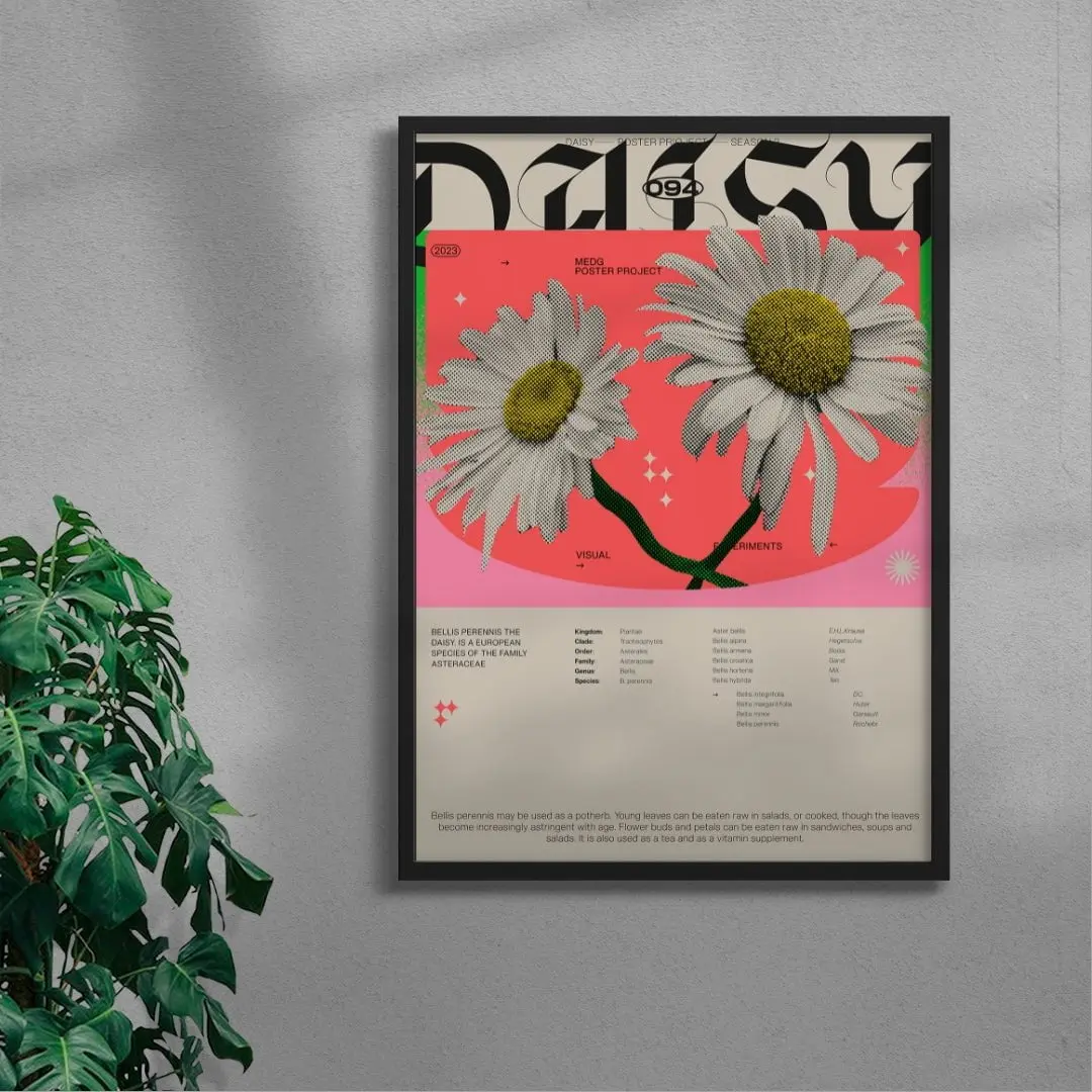 Daisy - Image 3