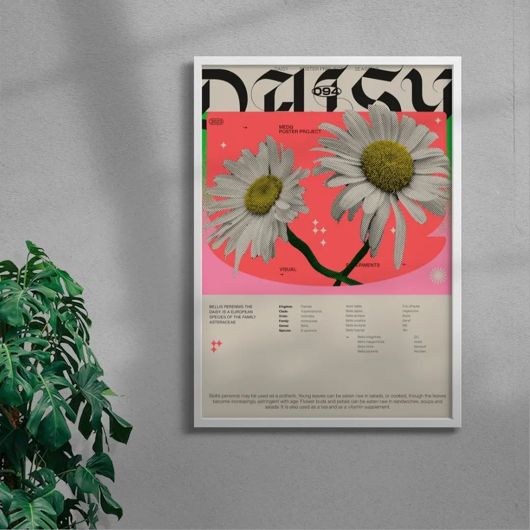 Daisy - Image 5