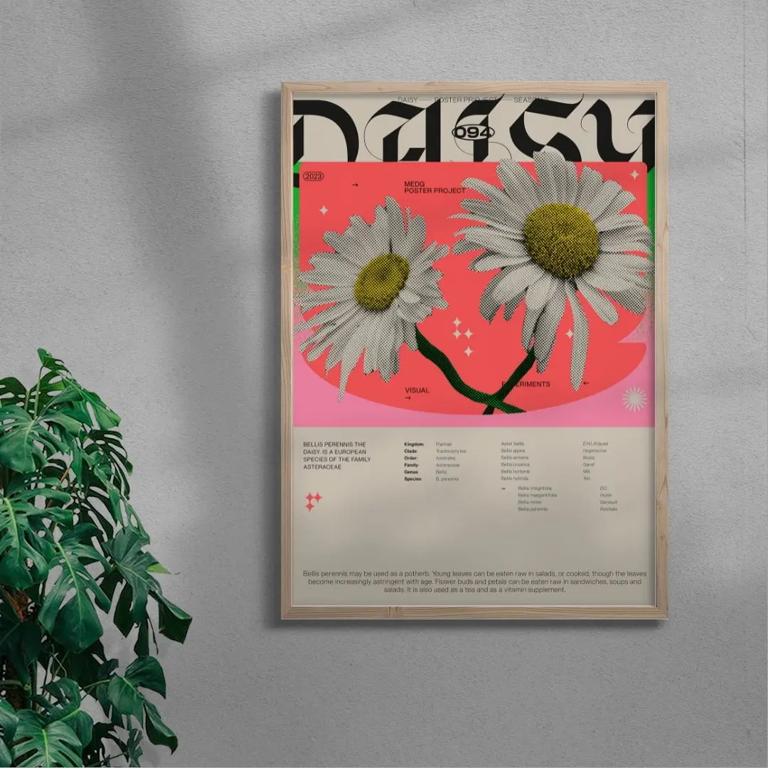 Daisy - Image 6