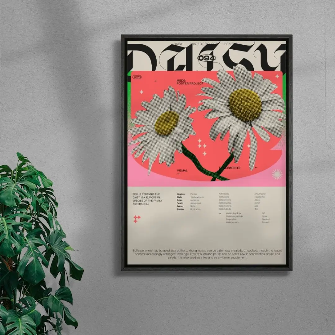 Daisy - Image 3