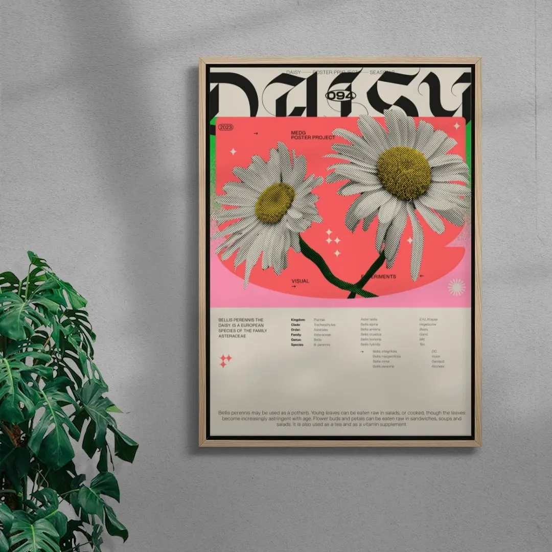 Daisy - Image 4