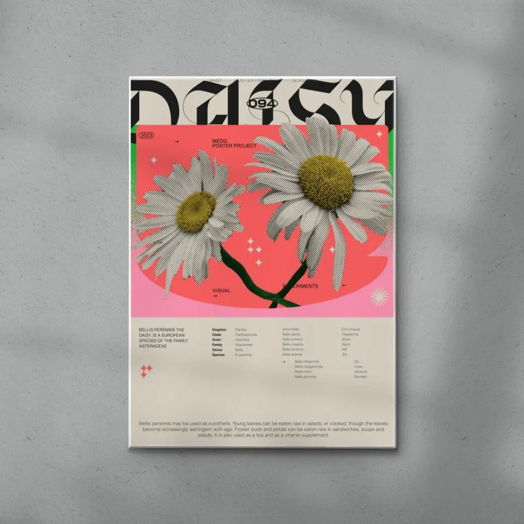 Daisy - Image 6