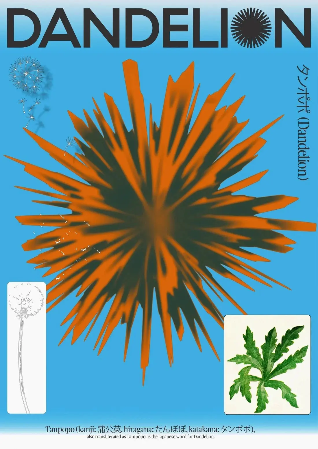 Dandelion - Image 2