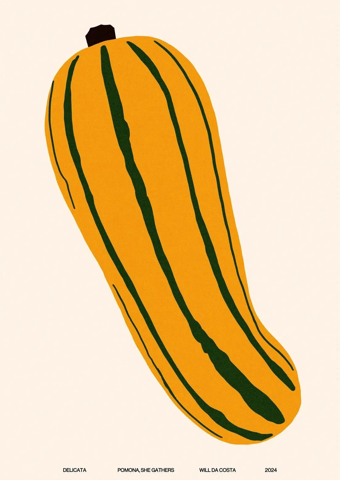 Delicata - Image 2
