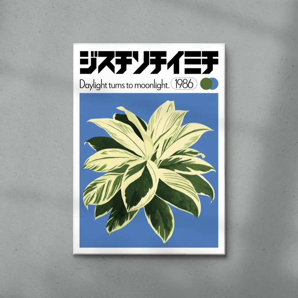 Dracaena - Image 6