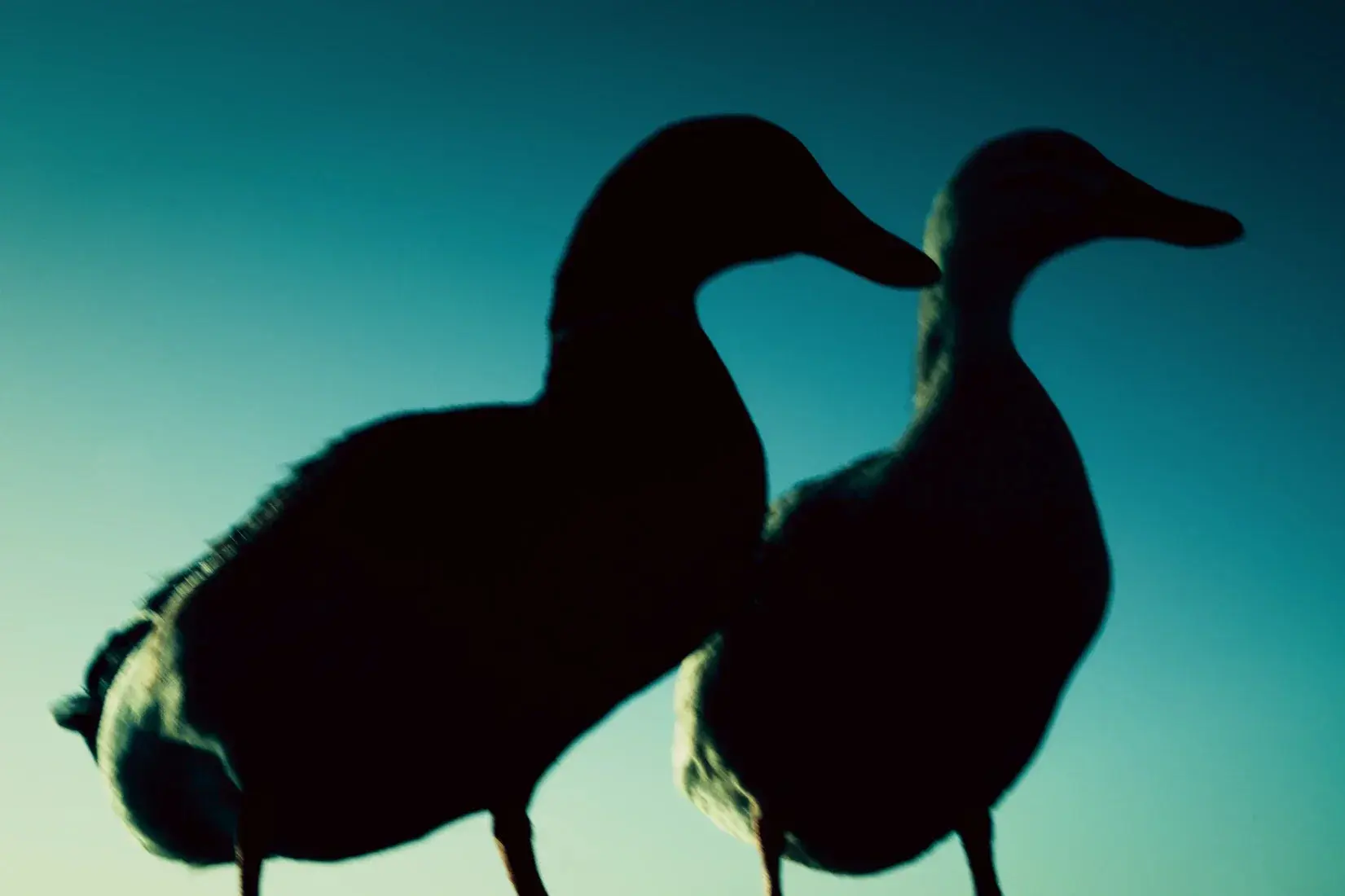 Duck Pair - Image 2