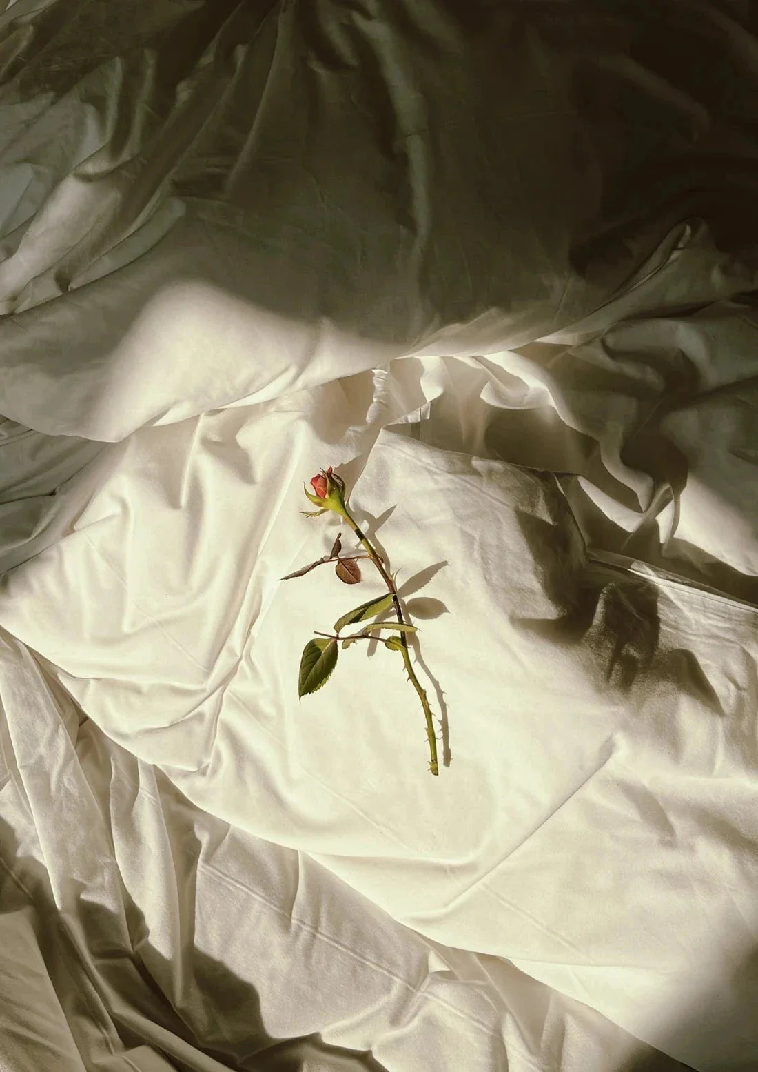 Flower 2 - Image 2