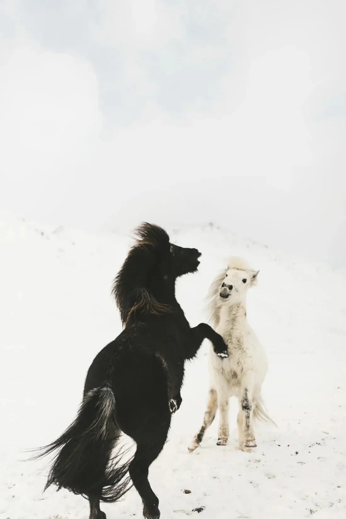 Frosty Duel - Image 2