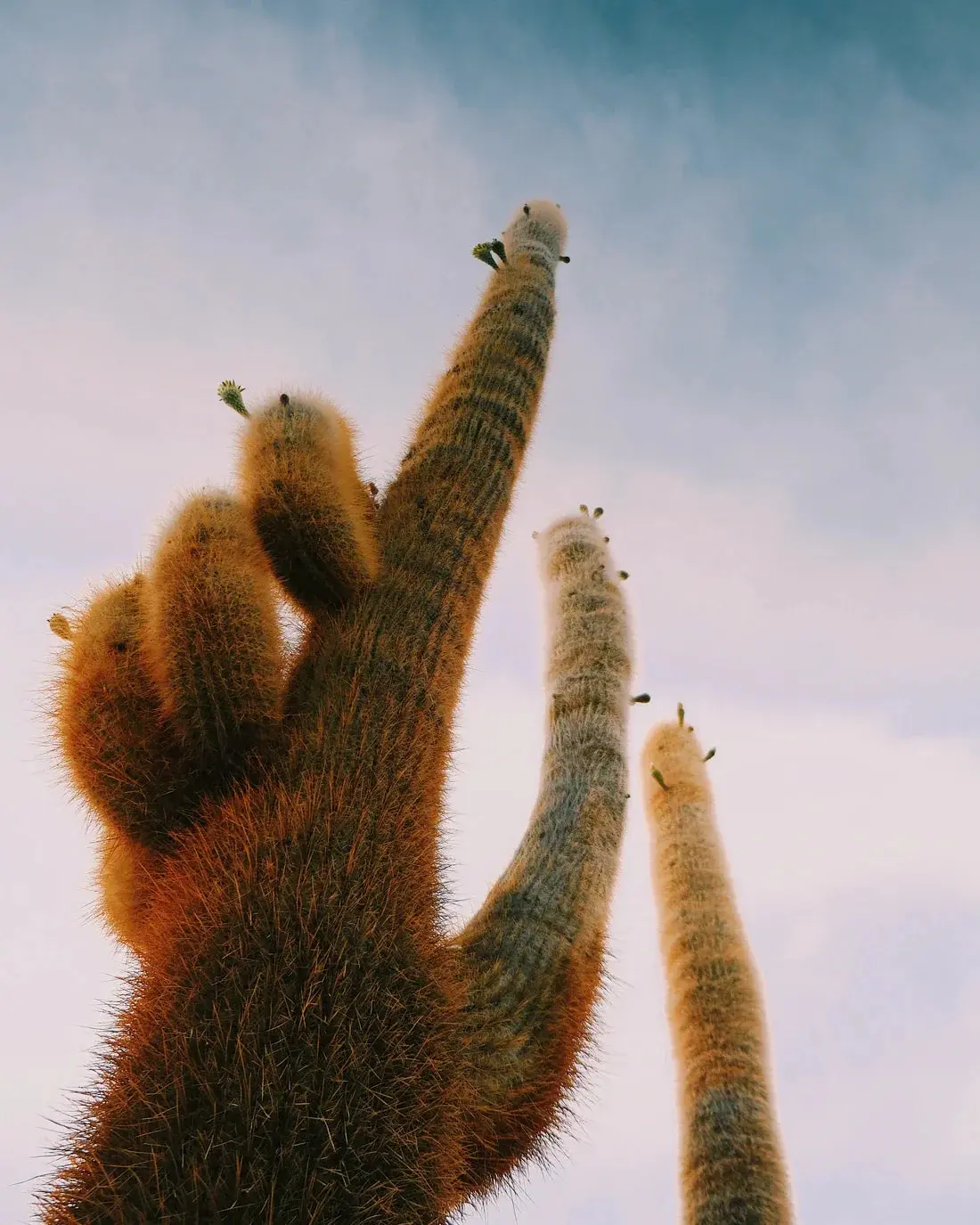 FUZZY. - Image 2