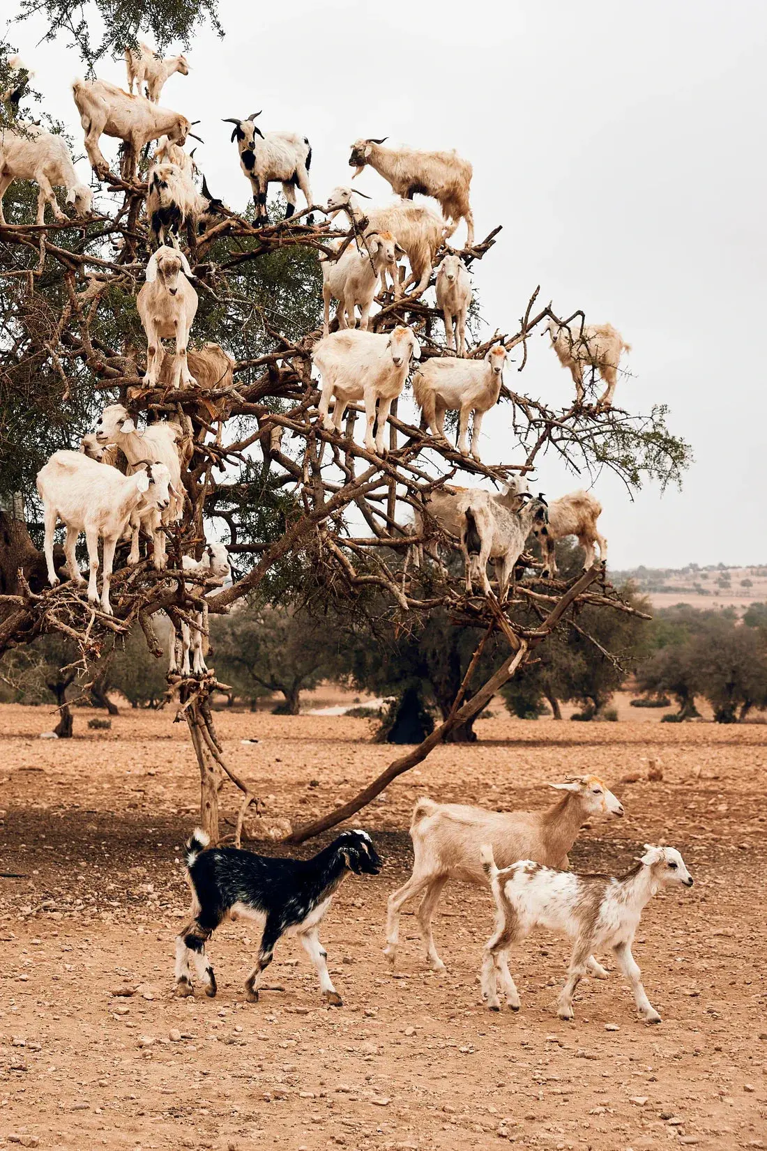 Goats - Image 2