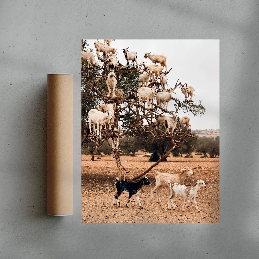 Goats - Image 3