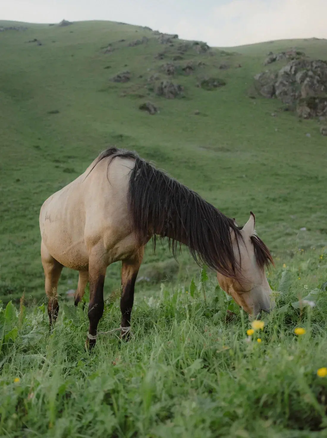 GRAZE - Image 2