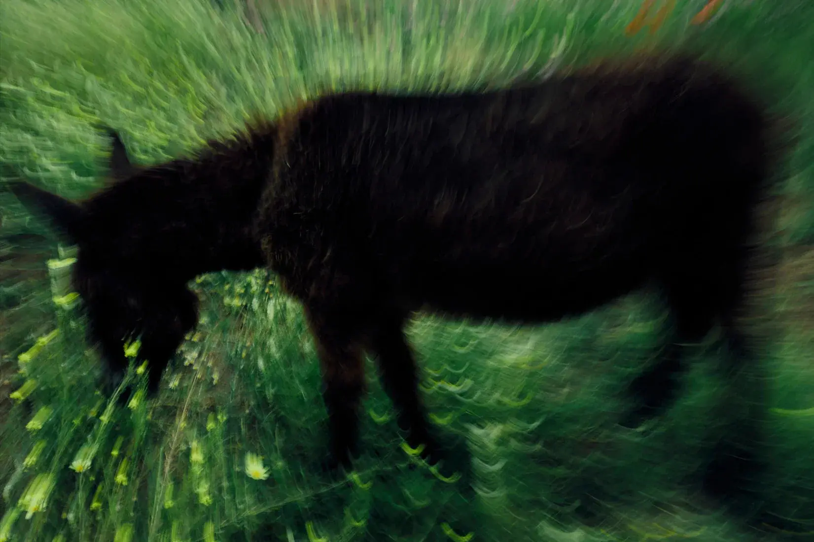 Grazing Donkey - Image 2