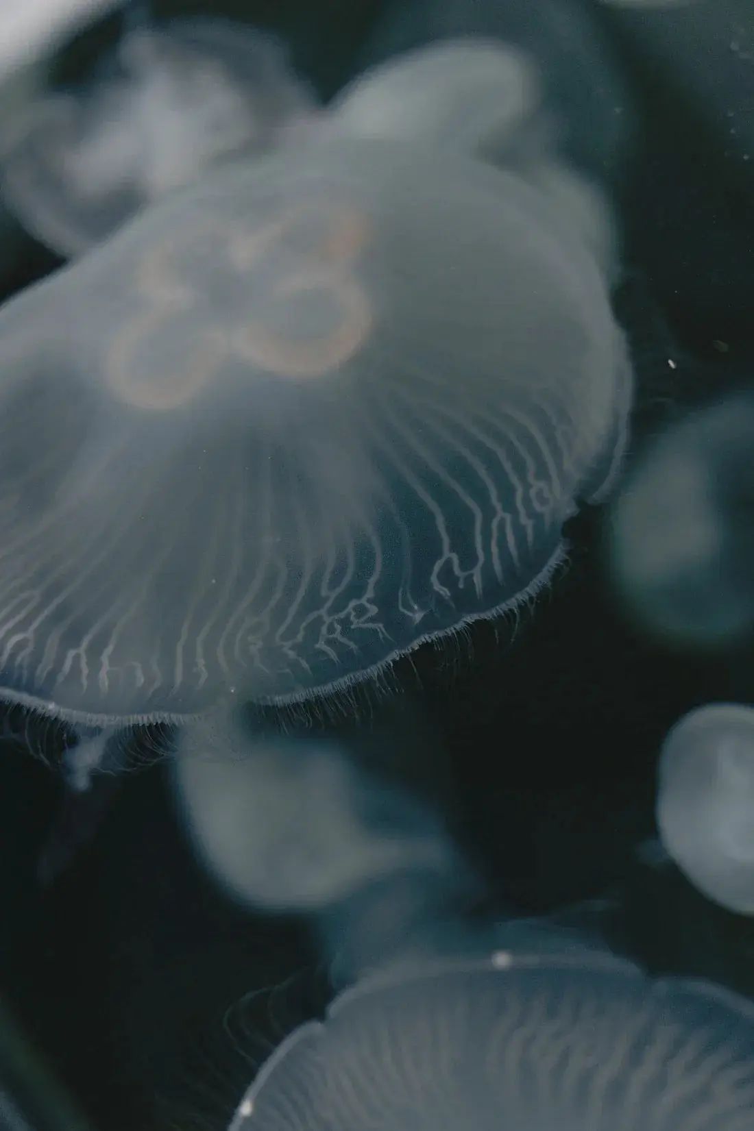 Jellyfish - Image 2