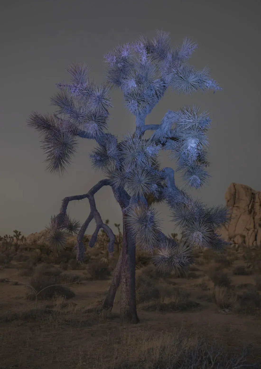 Joshua Tree - Image 2