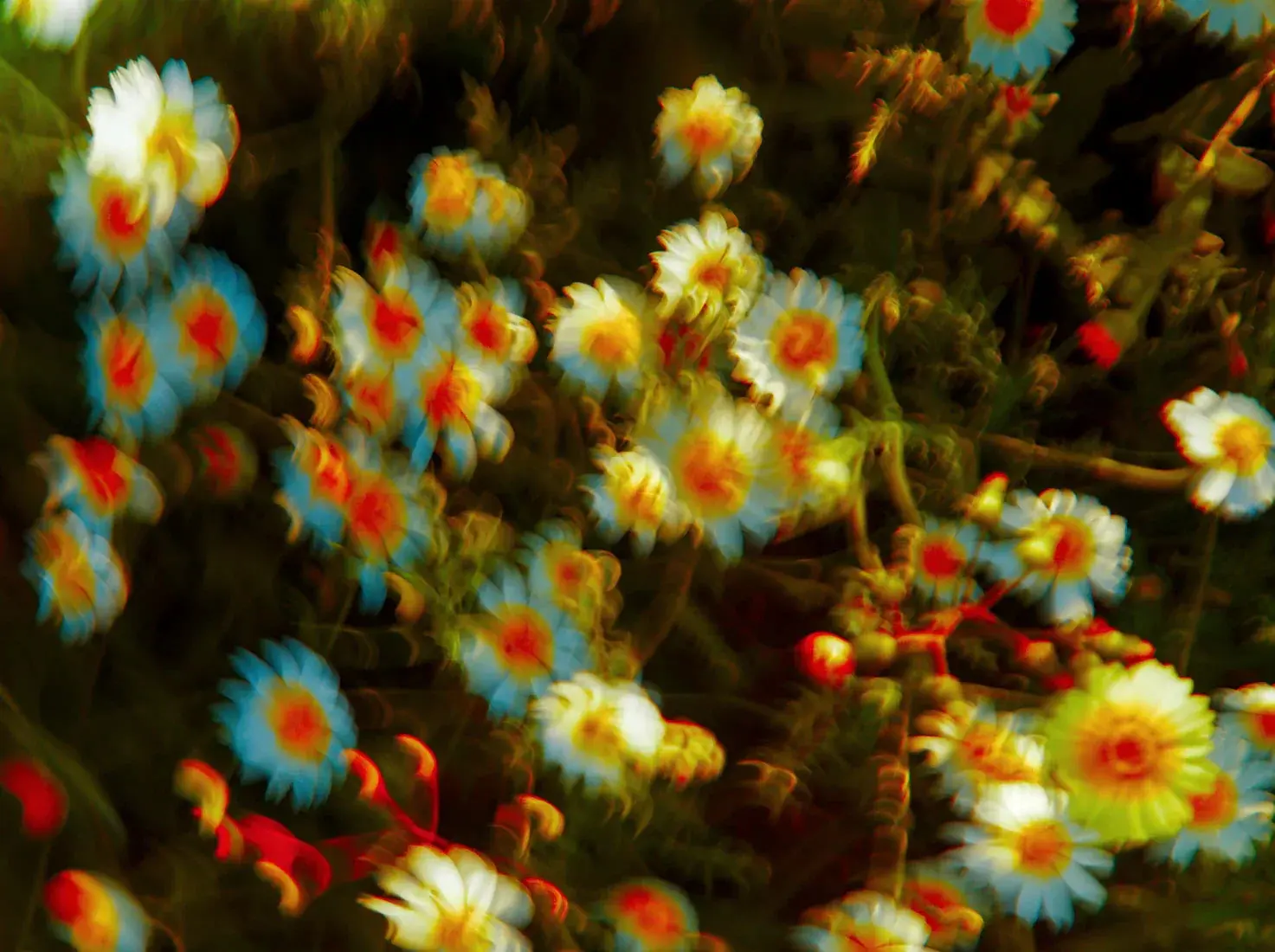 July - Image 2