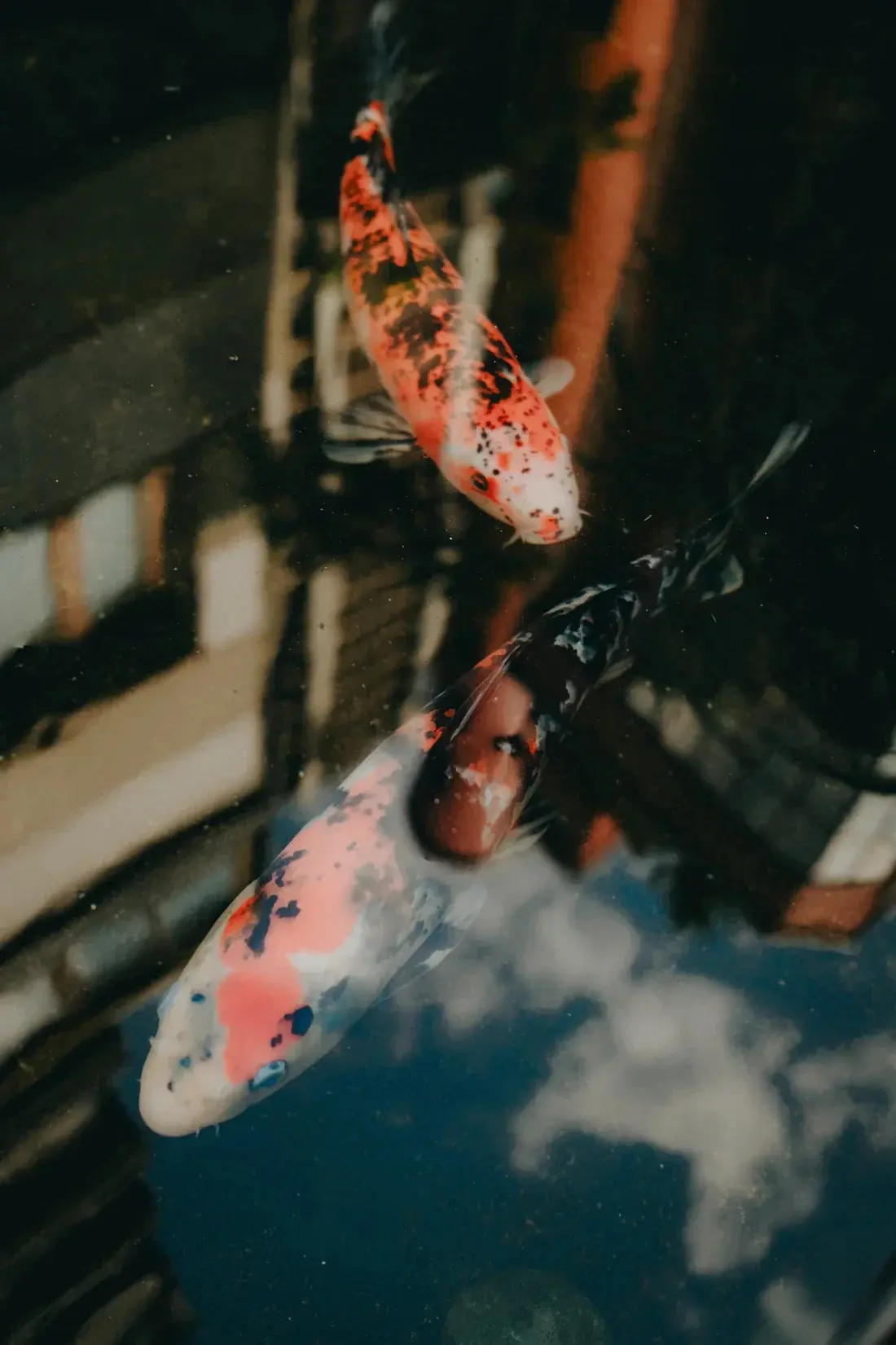 Koi Reflections - Image 2