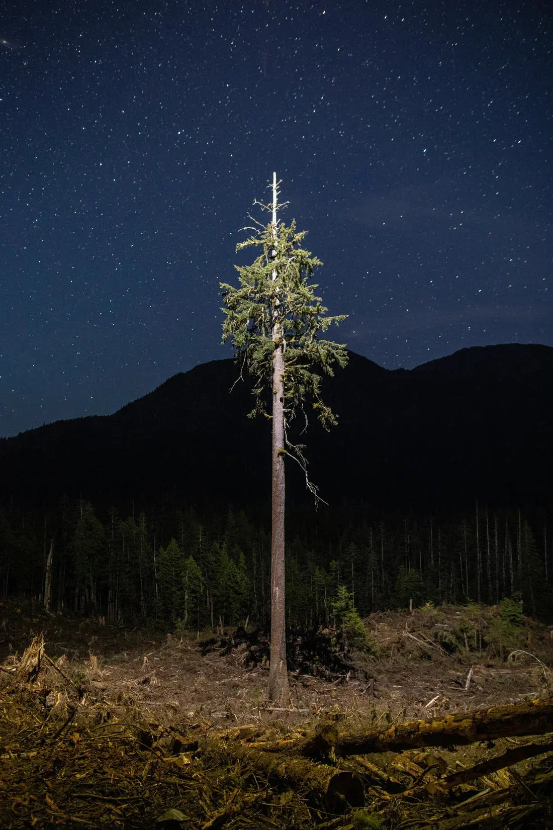Lone Tree - Image 2