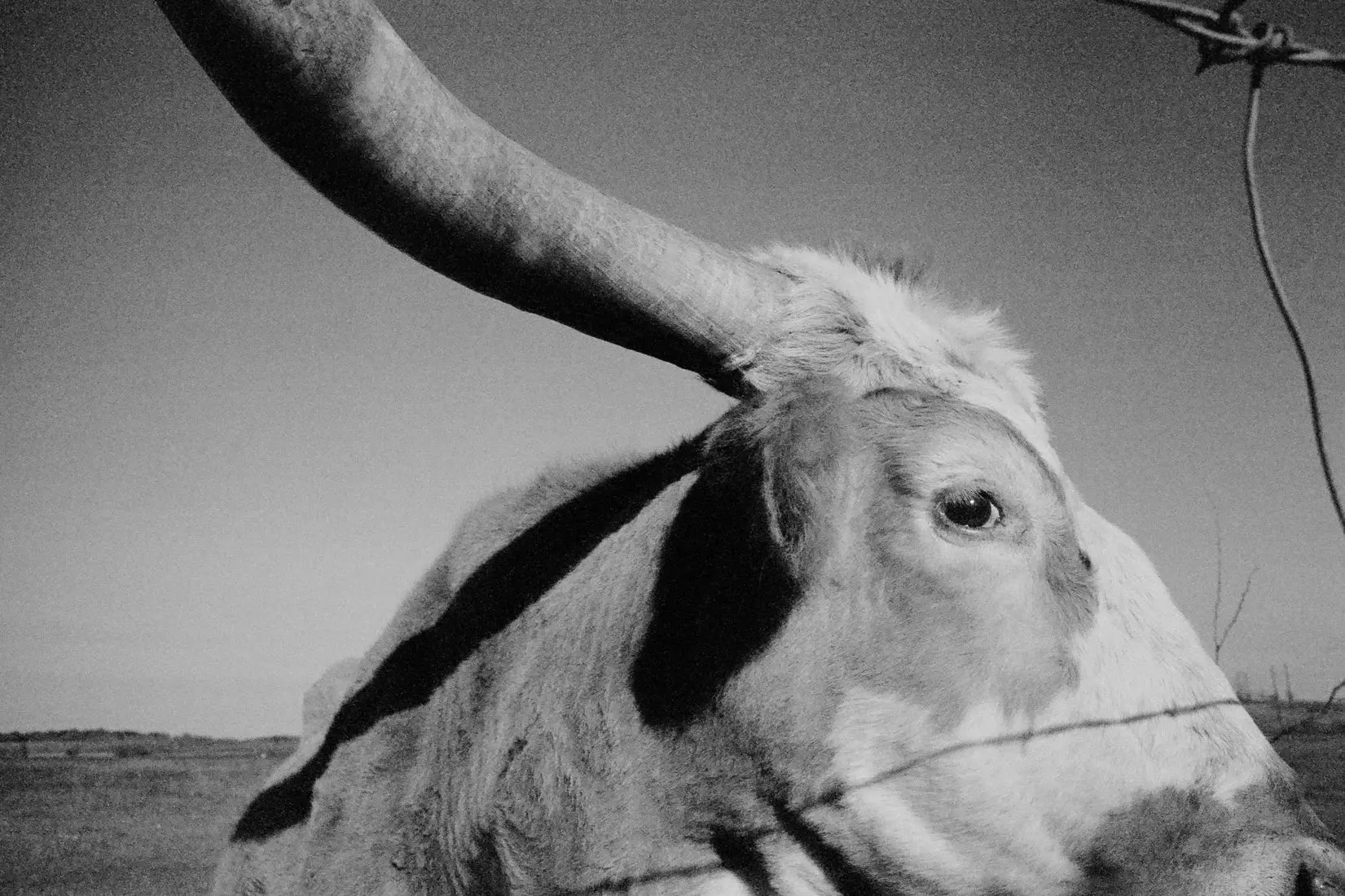Longhorn Gaze - Image 2
