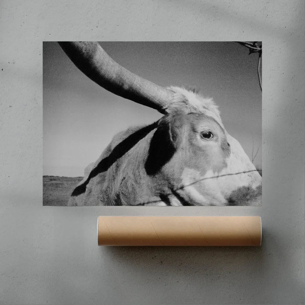Longhorn Gaze - Image 3